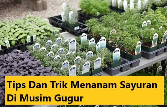 Tips Dan Trik Menanam Sayuran Di Musim Gugur